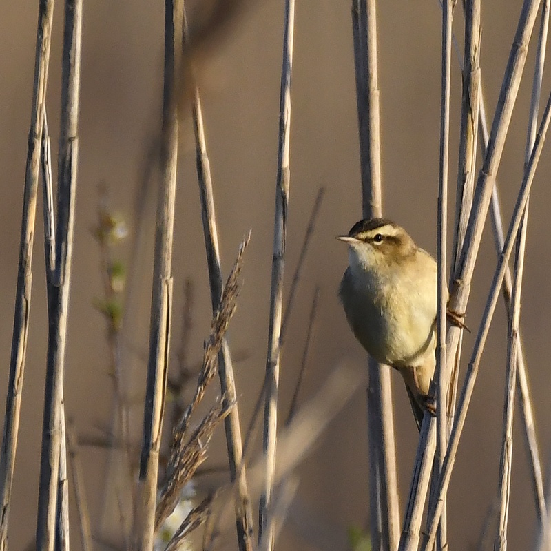 Phragmite des joncs
